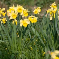 Daffodil